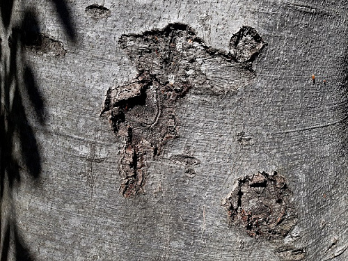 Klicke auf die Grafik für eine vergrößerte Ansicht

Name: karte3-baum-S.jpg
Ansichten: 170
Größe: 173,0 KB
ID: 102